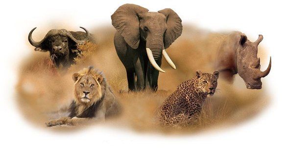 The Big Five Safari in Kenya: Where to See Lions, Leopards, Elephants, Rhinos & Buffalo