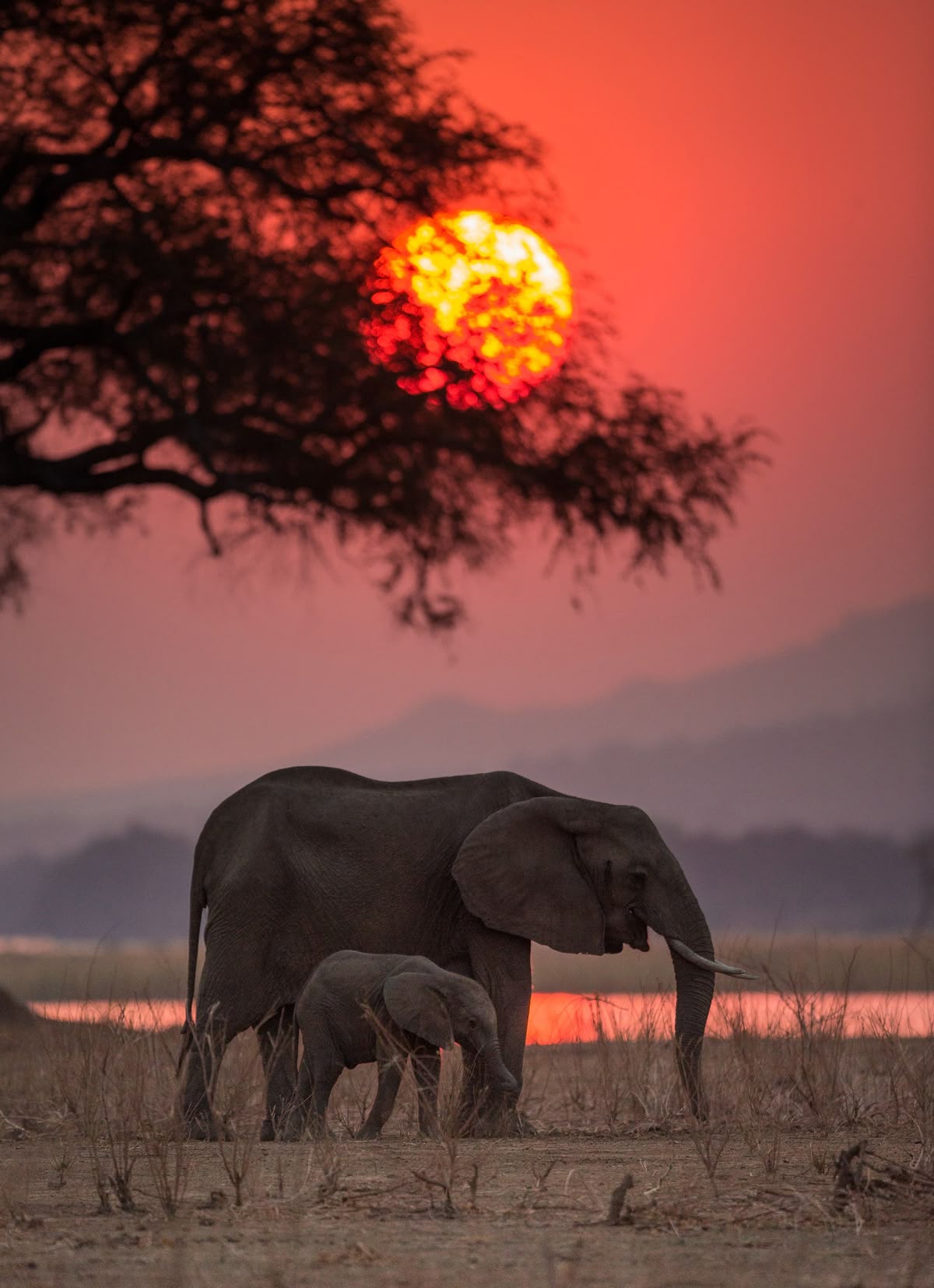why-kenya-should-be-your-first-african-safari-destination