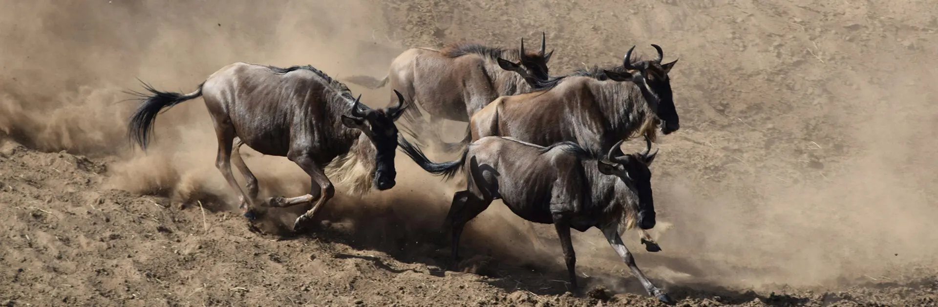 the-great-wildebeest-migration-complete--guide-best-time-river-crossings--safari-tips