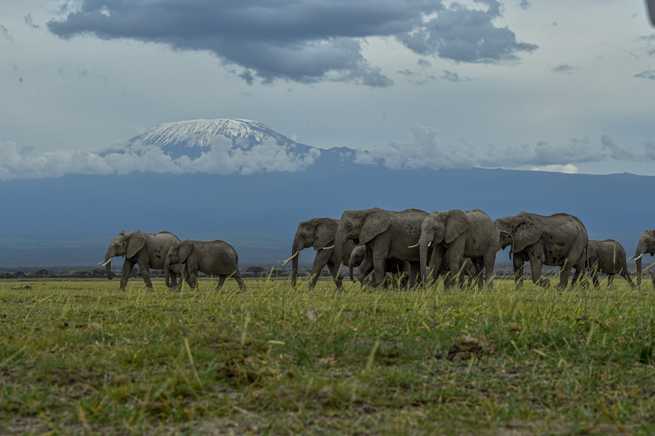 3-days-amboseli-safari-package--low-season-safari-with-mount-kilimanjaro-views