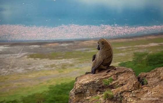 Baboon Cliff – The Best Scenic Viewpoint in Lake Nakuru National Park