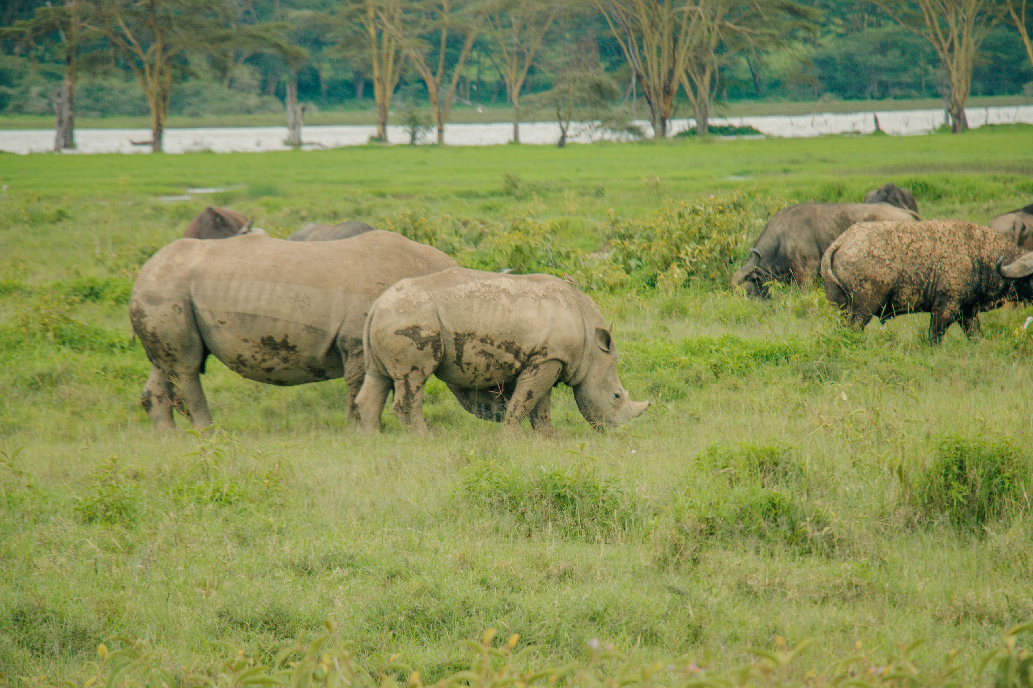 lake-nakuru-national-park-day-trip-from-nakuru