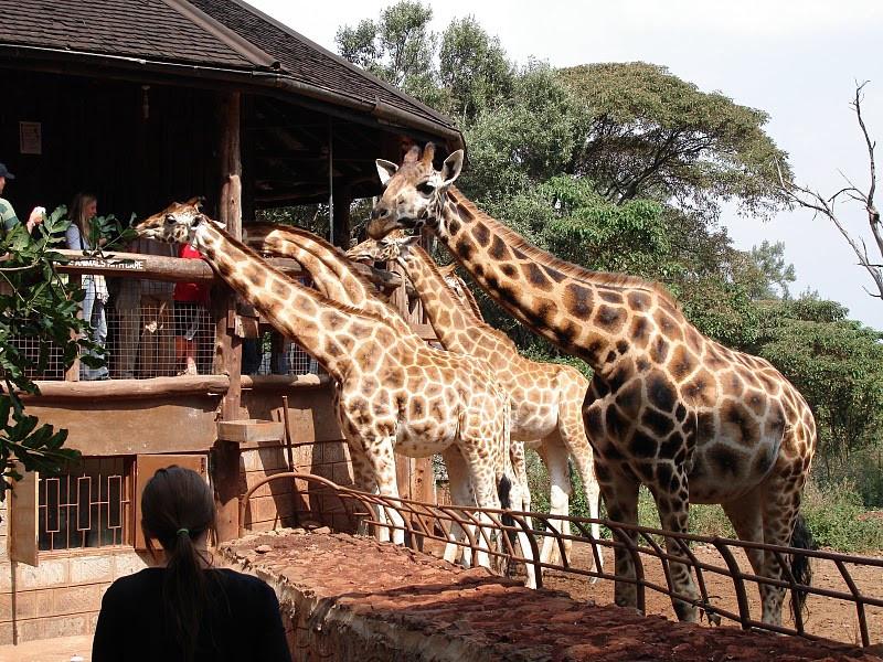 2-days-1-night-nairobi-national-park--giraffe-centre-safari