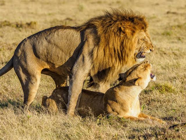 affrodable-3-days-2-nights-masai-mara-group-joining-safari-package