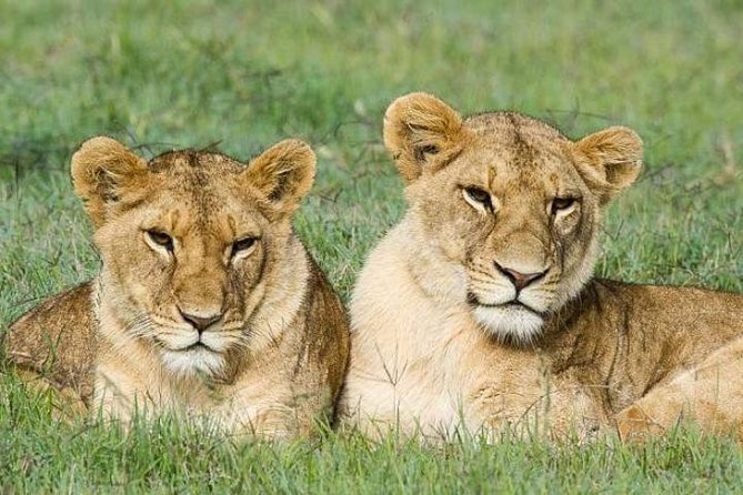 best-lake-nakuru-safari-packages-from-nairobi-in-2026-private-budget--luxury-options-compared