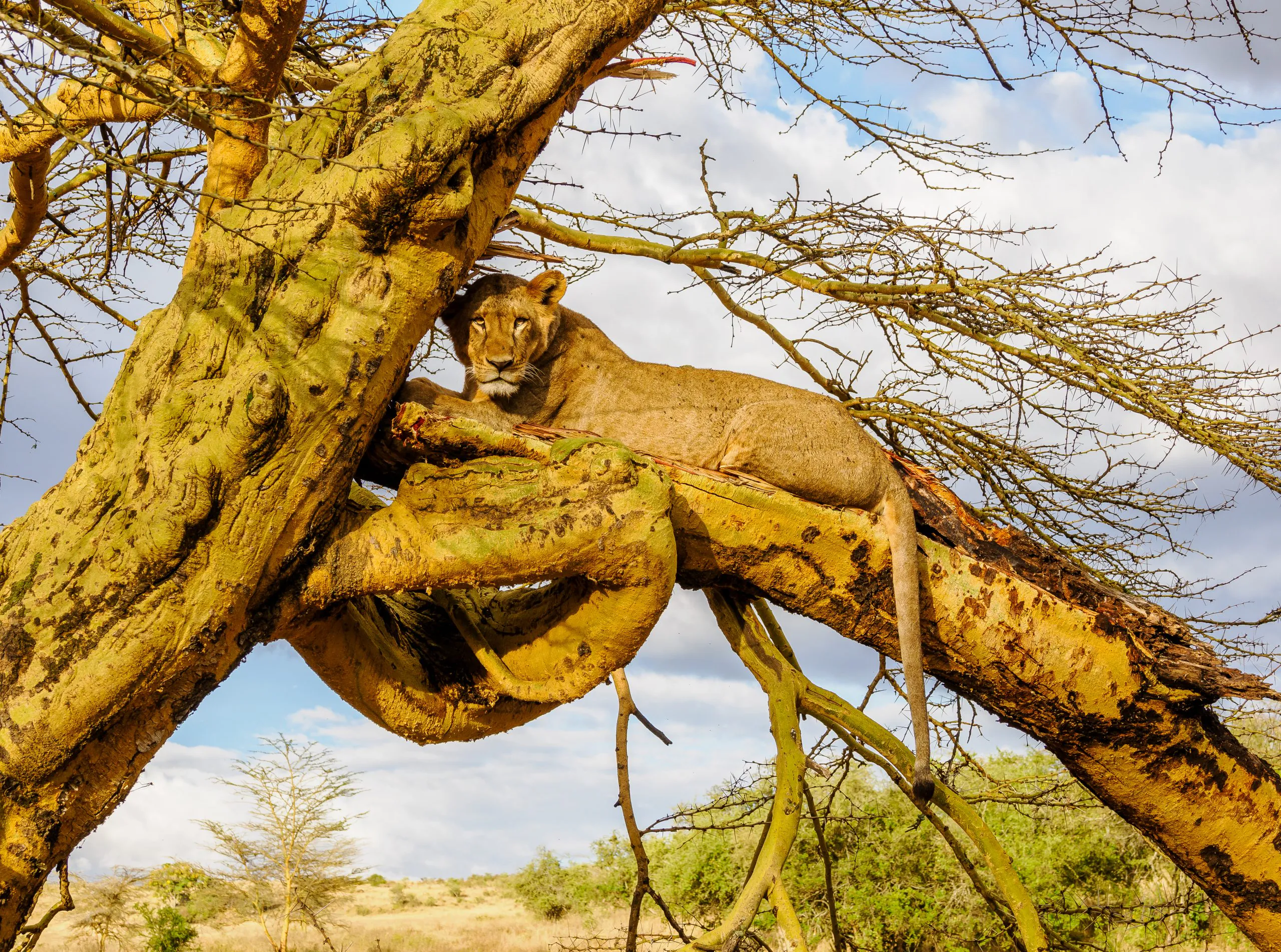 affordable-lake-nakuru-safari-packages-for-couples-in-2026-romantic-wildlife-getaways-that-dont-compromise-on-luxury