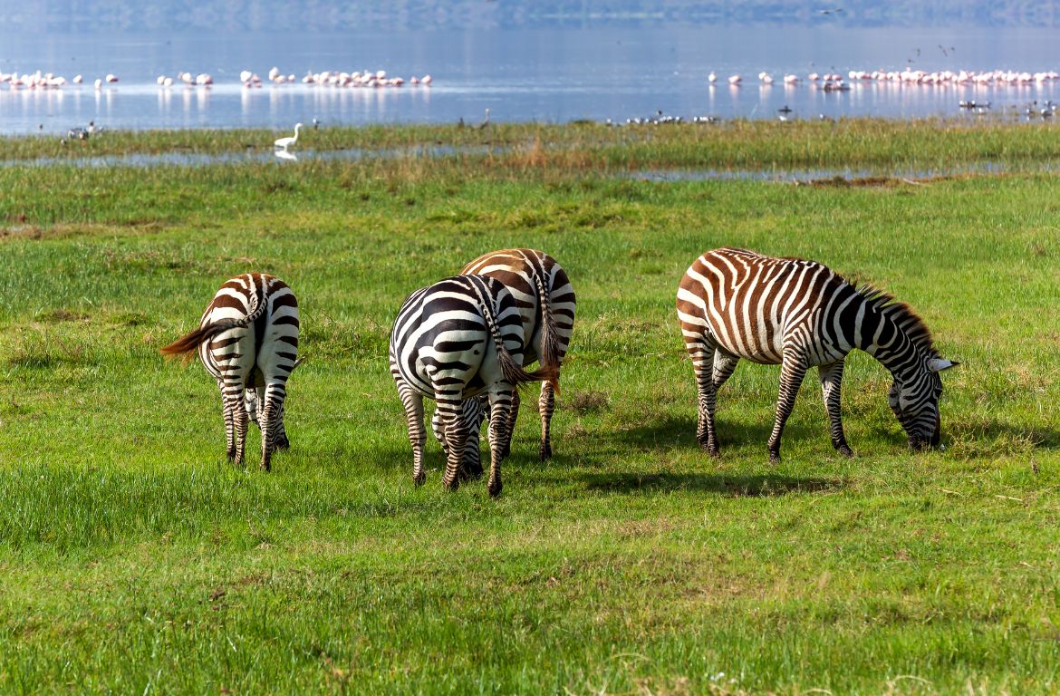 oneday-vs-twoday-lake-nakuru-safari-which-itinerary-gives-you-the-best-wildlife-experience-and-value-for-your-money