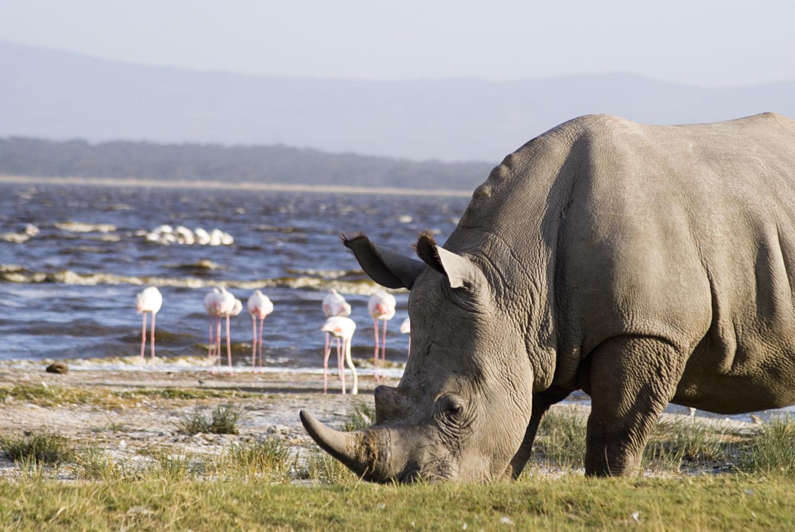 how-much-does-a-lake-nakuru-safari-really-cost-in-2026-a-complete-budget-breakdown-for-solo-travellers-couples-families-and-luxury-safaris