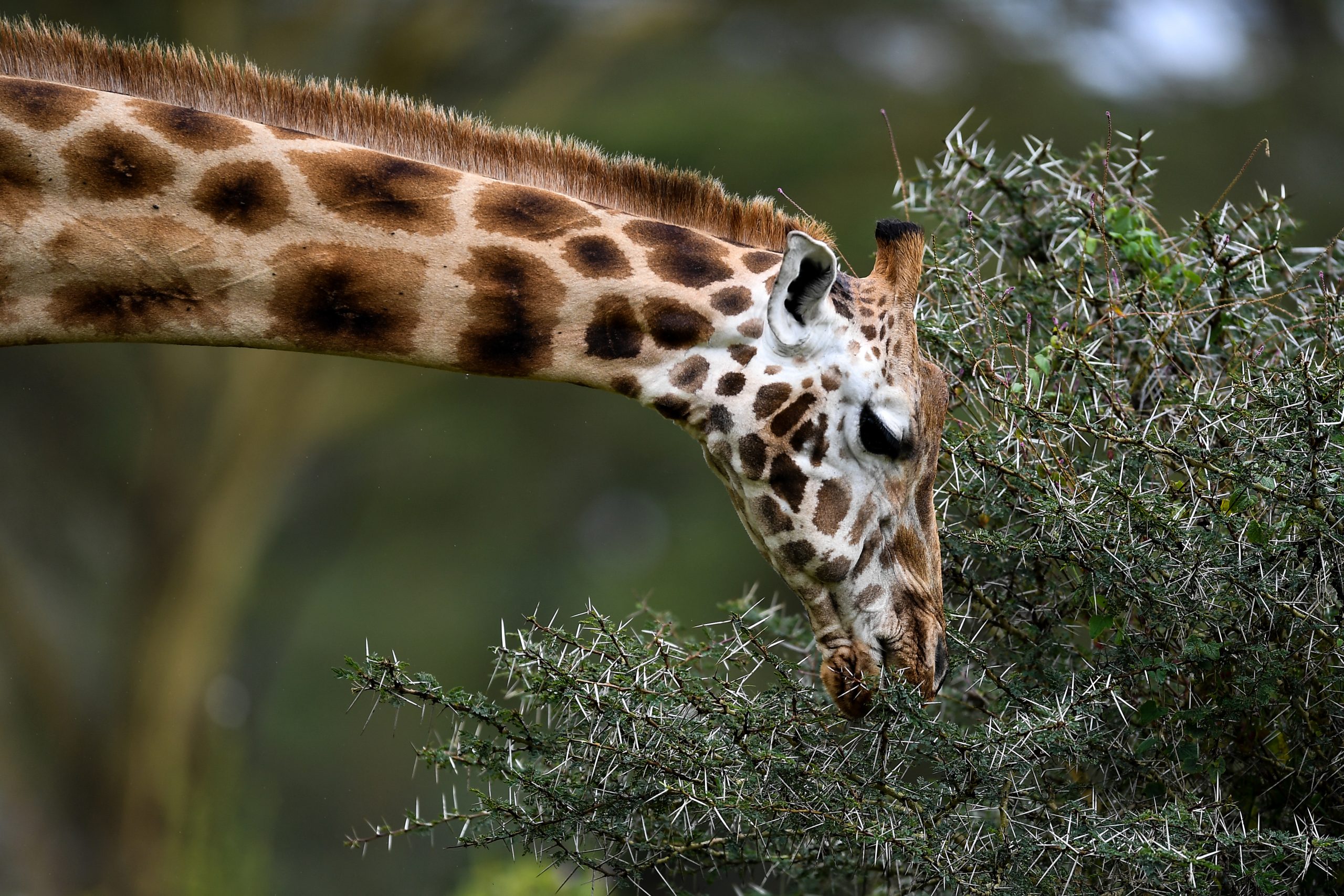 lake-nakuru-national-park-entrance-fees-in-2026-complete-guide-for-residents-nonresidents-east-african-citizens-and-safari-travellers