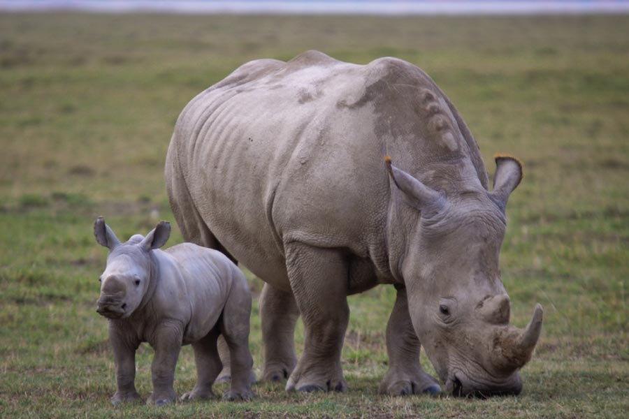 can-you-really-see-rhinos-at-lake-nakuru-national-park-where-to-find-black-and-white-rhinos-the-best-viewing-times-and-expert-safari-tips