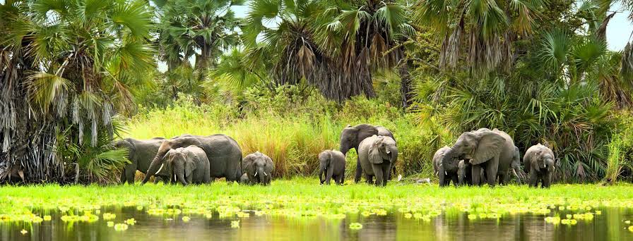 botswana-safari-guide-2026-best-parks-costs-wildlife-best-time--itineraries