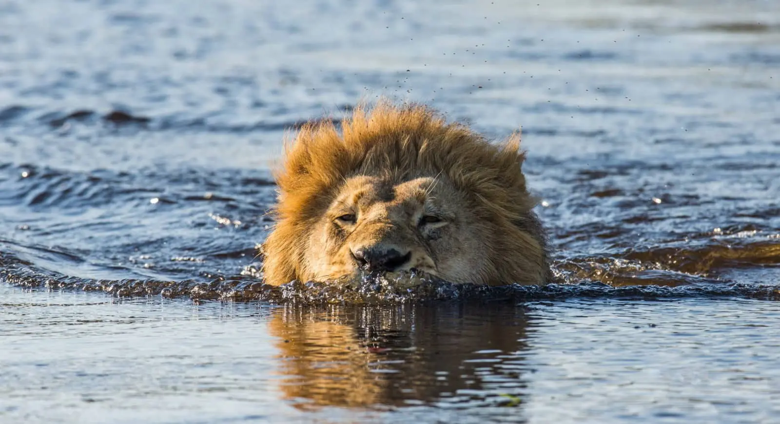 Botswana Safari Cost 2026: Budget, Mid-Range & Luxury Prices Per Person