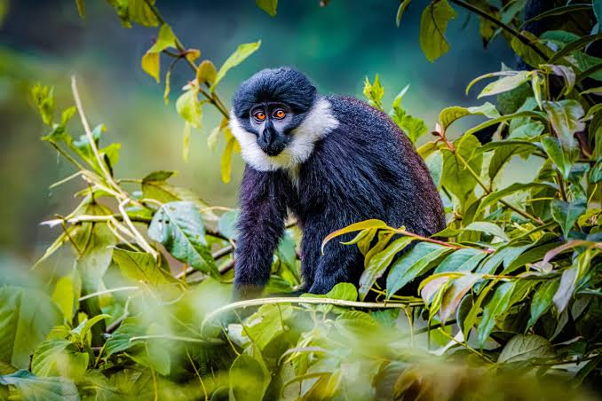 rwanda-safari-guide-20262027-best-national-parks-gorilla-trekking-costs--itineraries