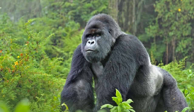 uganda-safari-guide-gorilla-trekking-big-five-parks-costs--itineraries