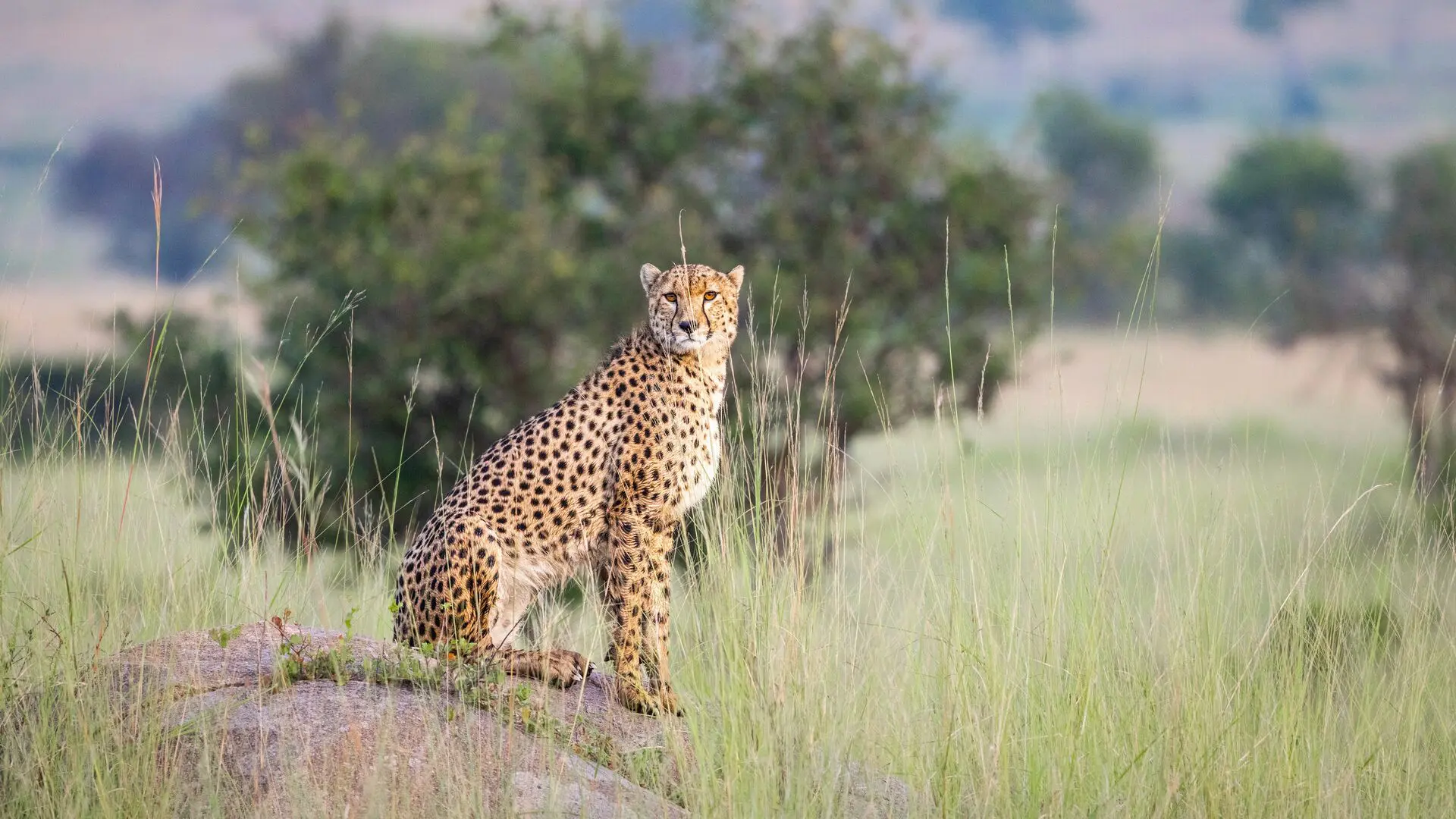 tanzania-safari-guide-2026-serengeti-ngorongoro-costs--best-itineraries
