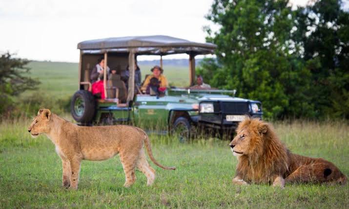 Kenya Safari Packages from Nairobi | Best Safari Tours