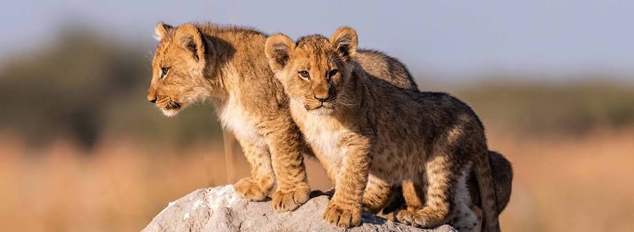 3day-maasai-mara-safari-from-nairobi