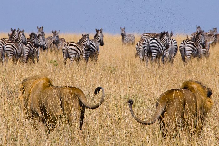 4day-maasai-mara--lake-nakuru-safari-from-nairobi--kenya
