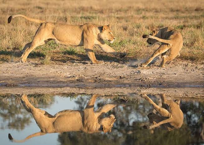 5day-maasai-mara-lake-nakuru--amboseli-safari-from-nairobi