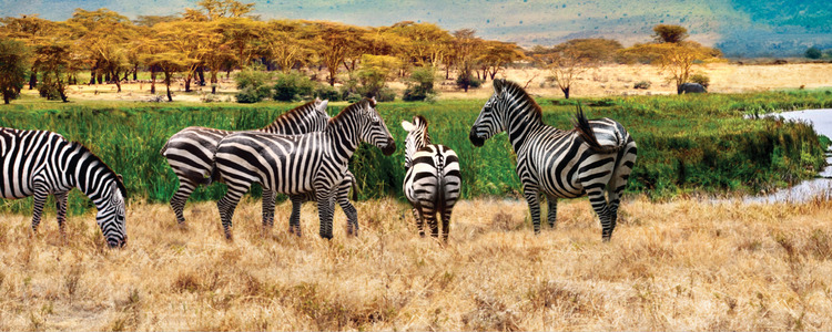 6day-kenya-safari-from-nairobi--amboseli-nakuru--maasai-mara