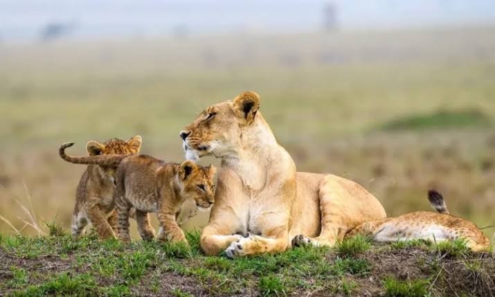 7day-kenya-classic-safari-from-nairobi--amboseli-nakuru--maasai-mara