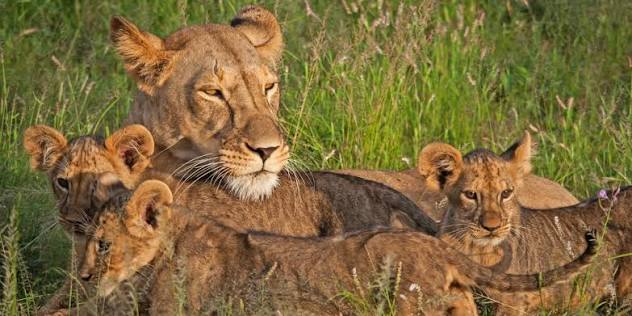 3day-samburu-safari-from-nairobi-2026--samburu-safari-package
