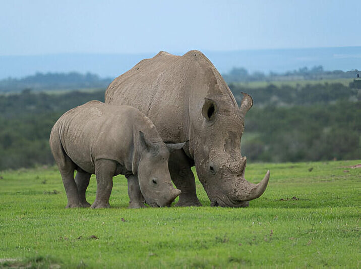 4day-ol-pejeta--lake-nakuru-safari-from-nairobi--kenya-safari
