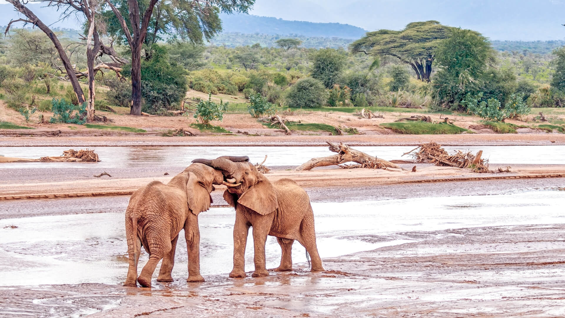 5day-samburu--ol-pejeta-safari-from-nairobi--kenya-safari-2026
