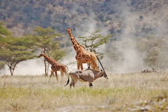 6day-ol-pejeta-lake-nakuru--maasai-mara-safari-from-nairobi