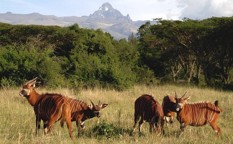 7day-kenya-safari-from-nairobi--samburu-ol-pejeta-nakuru--maasai-mara