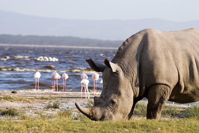 3day-lake-nakuru-honeymoon-safari--sarova-lion-hill-game-lodge