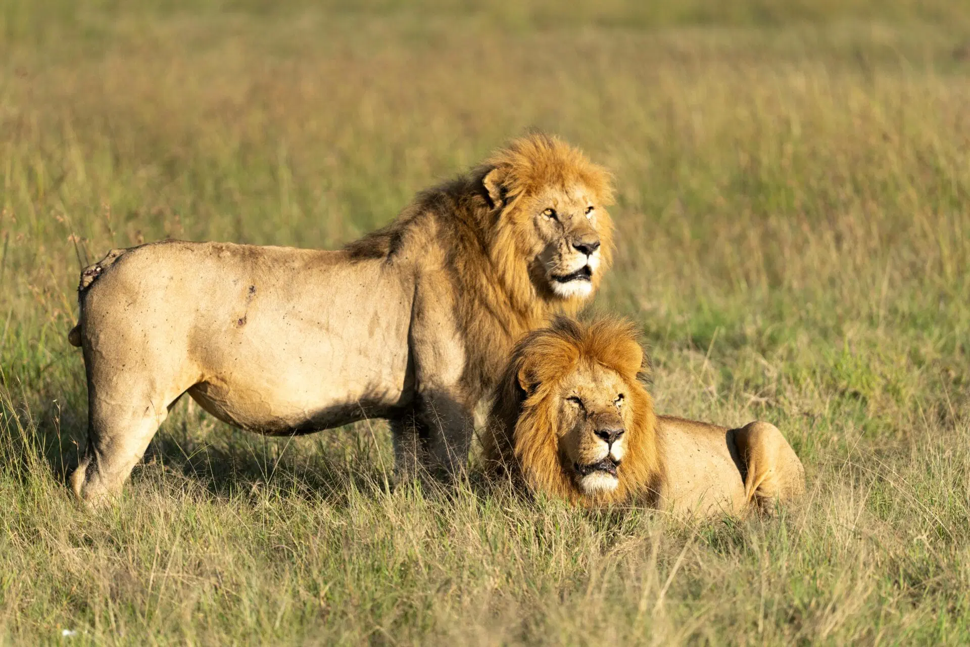 6day-kenya-luxury-safari-for-uk-couples--nakuru--maasai-mara