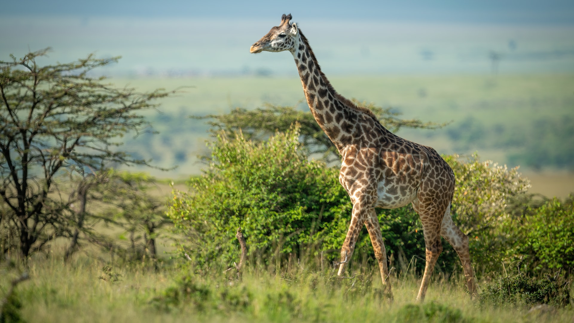 5day-maasai-mara-luxury-safari-for-uk-couples--kenya-safari
