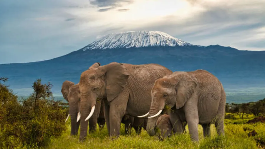 4day-amboseli-luxury-safari-for-uk-couples--kenya-safari