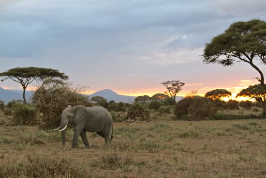 5-days-amboseli--lake-naivasha-safari--kenya-safari