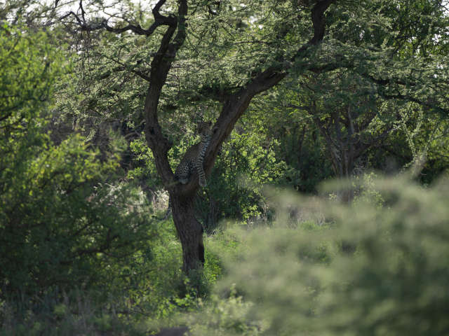 samburu-county-top-attractions-safari-guide--wildlife-destinations