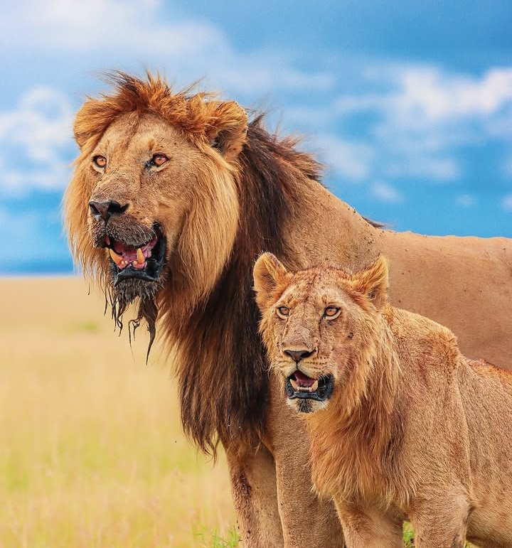 lion-facts-15-amazing-facts-about-africas-king-of-the-savannah