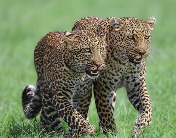 leopard-facts-15-amazing-facts-about-africas-most-elusive-big-cat