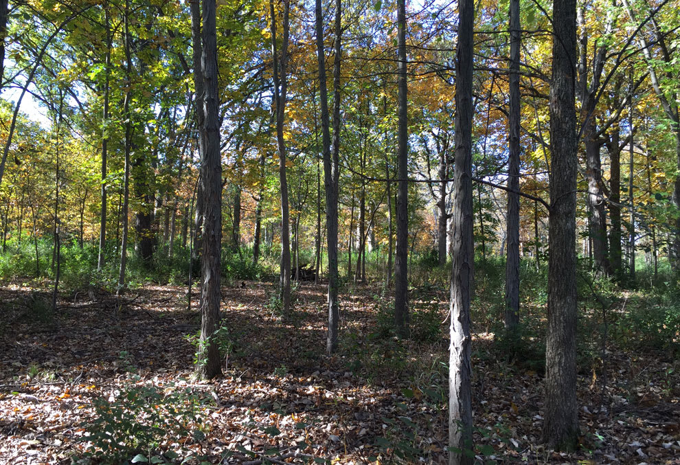 Overgrown wooded lot before clearing