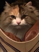 Happy cat