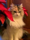 Ragamuffin cat among flowers