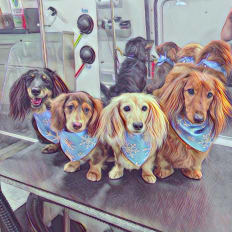 Clean, happy pups!