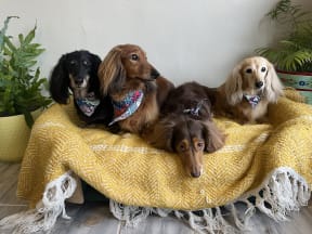 A pile of happy dachshunds!