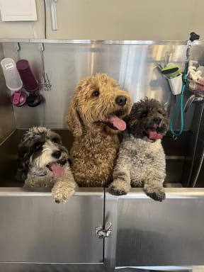 Three happy pups waiting for a bath