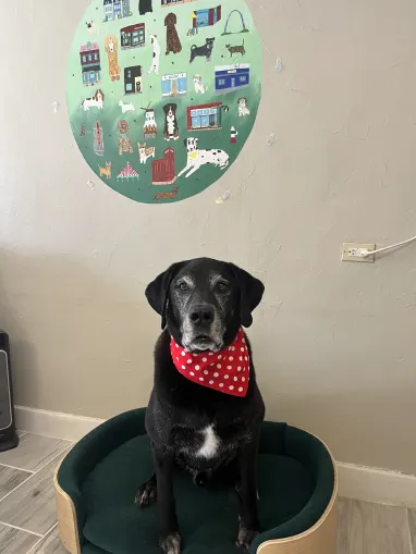 Kato, a 100 pound Great Dane mix looking calm and fabulous