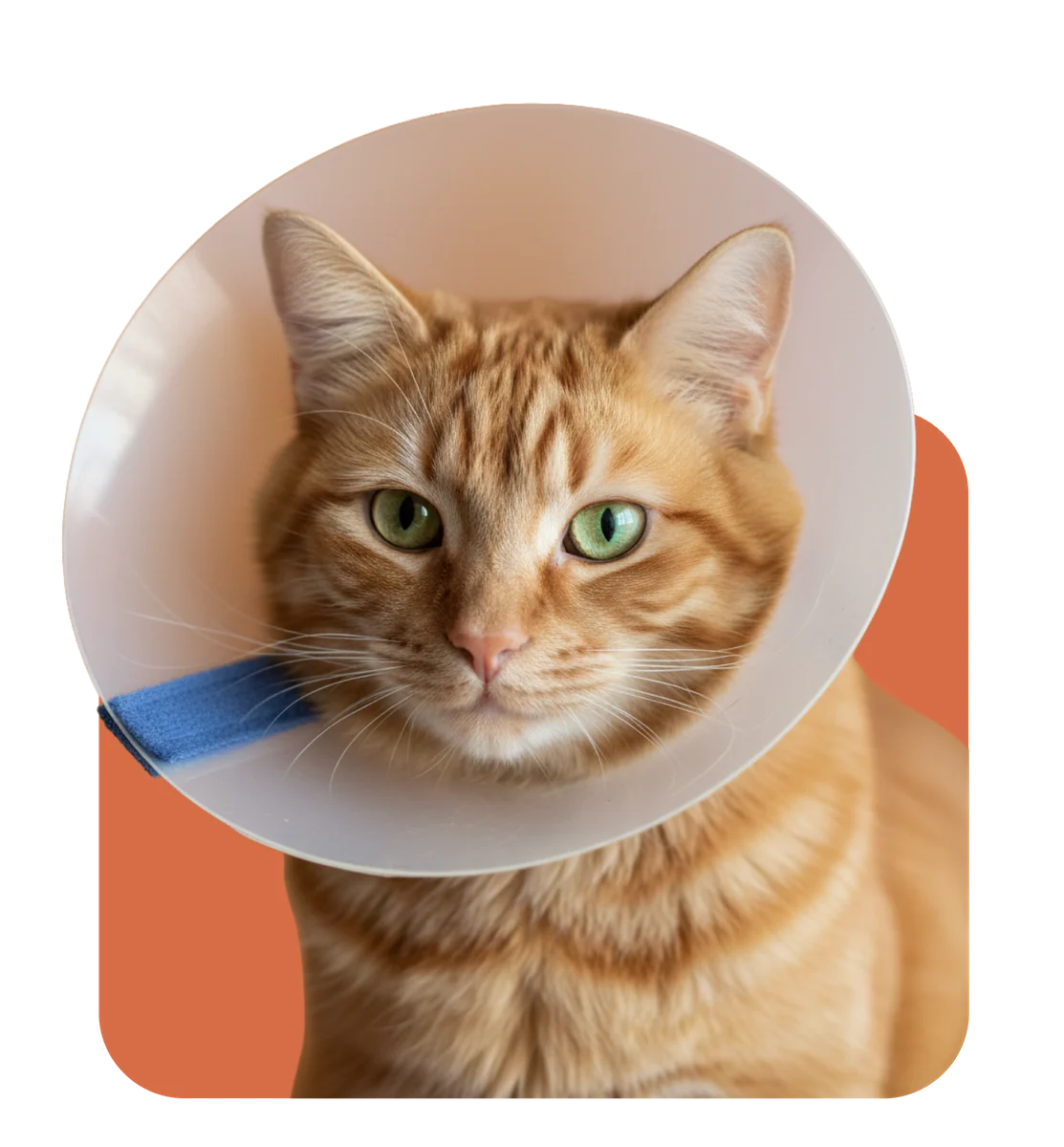 Veterinar