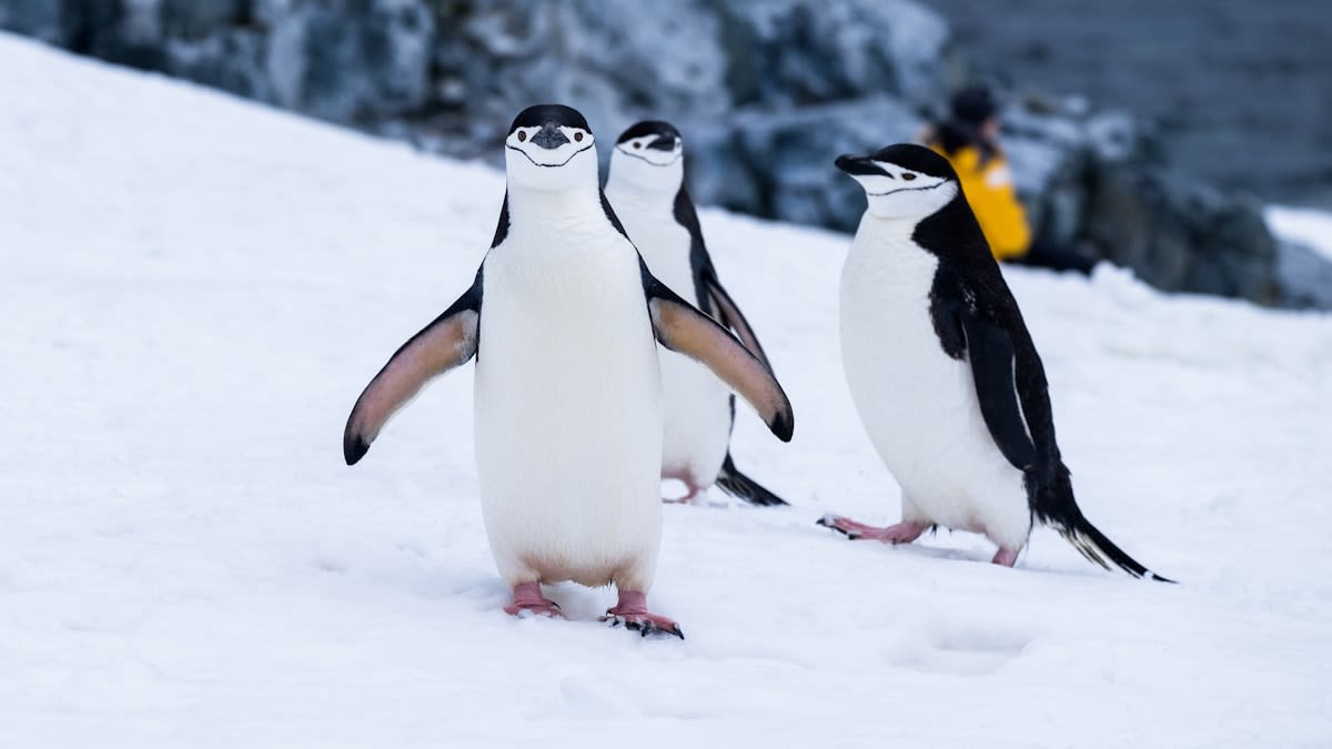 Polar Expeditions: The Last True Wilderness