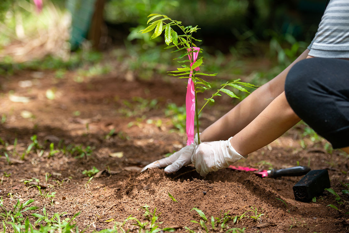 Engaging Customers in CSR: Planting a Zillion Trees