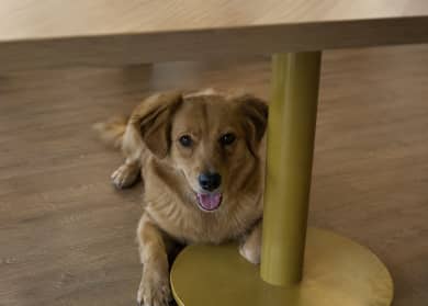 A Dog Friendly Guide to Coonoor & Ooty: Discover XIN — Xin Journal