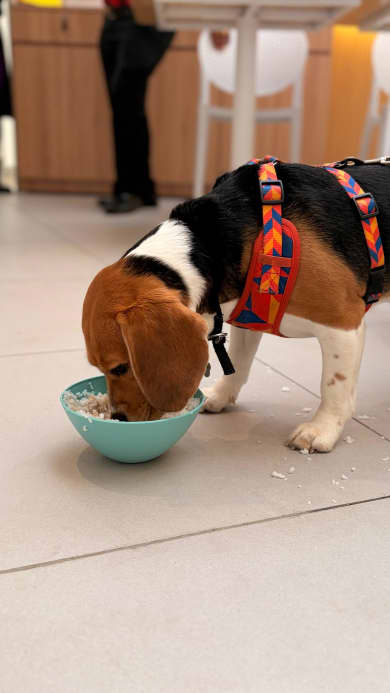 A image of a dog eating a dish from the dog menu at the pet friendly Xin restaurant in Bangalore with it's pet parents .